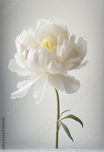  beautiful peony flowers on white background