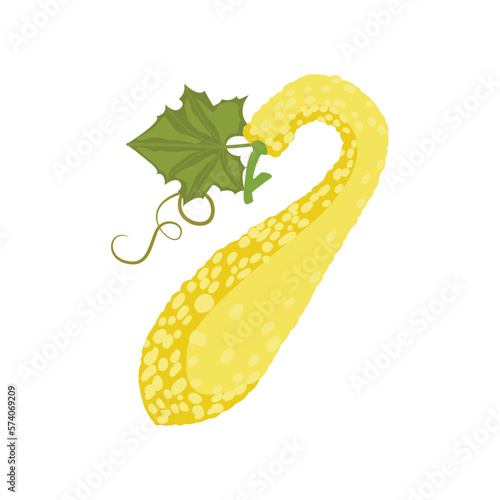 Crookneck squash, also known as yellow squash (Cucurbita pepo). Isolated on a white background. For web, menu, logo, textile, icon. Vector illustration