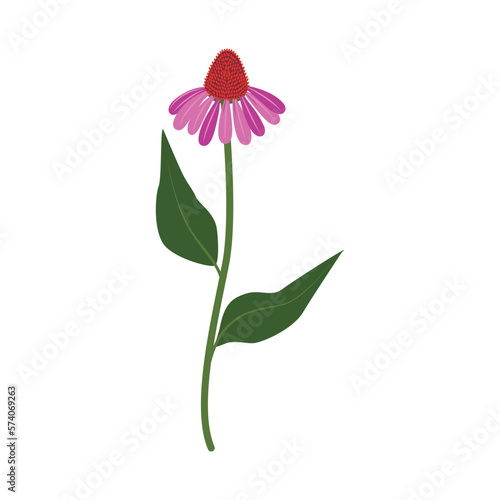 Echinacea. Echinacea purpurea herb. Echinacea vector drawing. Isolated purpurea flower and leaves. Herbal artistic style illustration. Detailed botanical sketch for tea, organic cosmetic, medicine