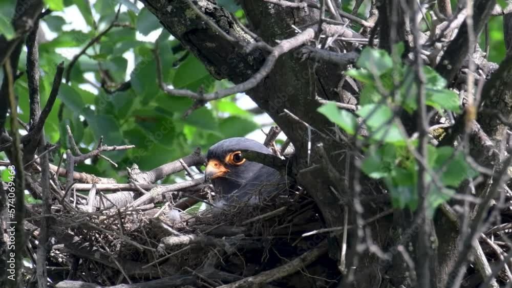 Red footed hawk Falco vespertinus in natural environment. The male bird sits in the nest incubating eggs. Red footed hawk Falco vespertinus in natural environment. The male bird sits in the nest incubating eggs.
