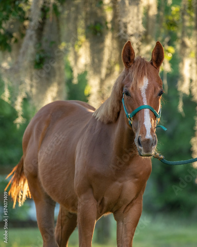 Foto Yearling Cold Portrait