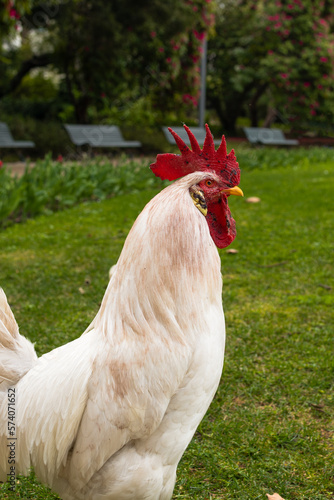 Gallo blanco 