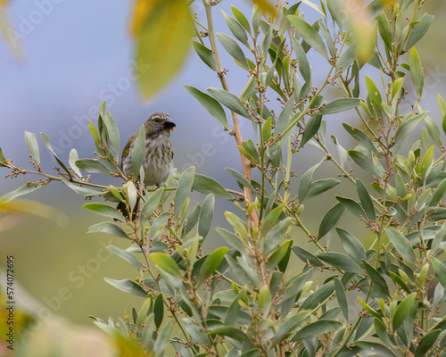 Saltator Striatipectus, Streacked Saltator perched photo