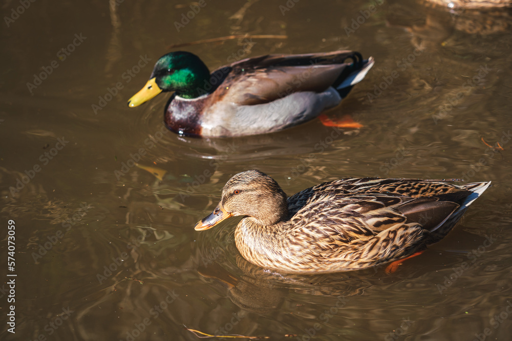 Obraz premium Two ducks in the water