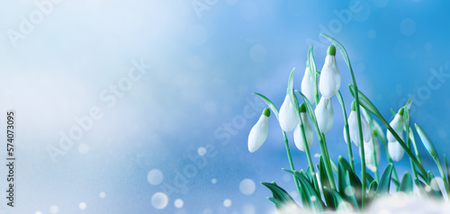 flowering snowdrops in the snow in early spring