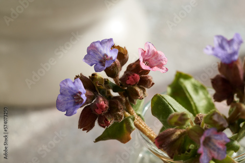 Fresh lungwort or pulmonaria flowers, closeup