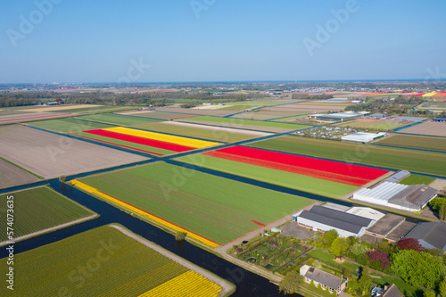 Aerial drone view colorful tulip fields and windmills on sunny day in countryside Keukenhof flower garden Lisse Netherlands. Happy kings day. © frolova_elena