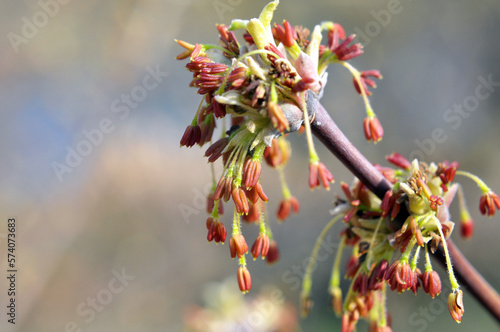 In nature, the ash maple (Acer negundo) blooms