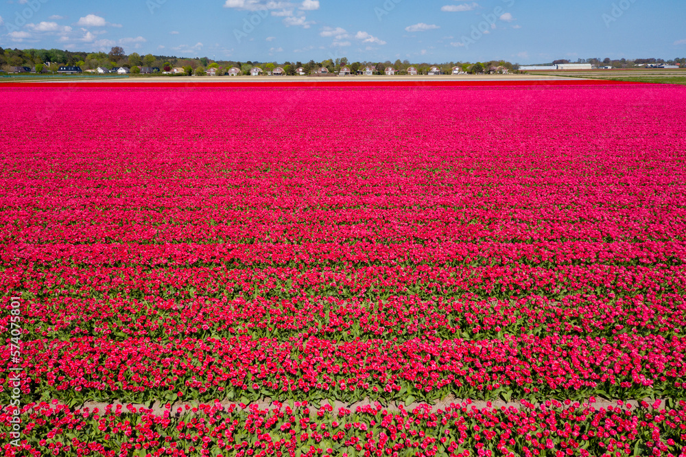 Aerial drone view pink tulip fields, water channels and windmills in sunny day in countryside Keukenhof flower garden Lisse Netherlands. Happy kings day. Aerial drone view pink tulip fields, water channels and windmills in sunny day in countryside Keukenhof flower garden Lisse Netherlands. Happy kings day.