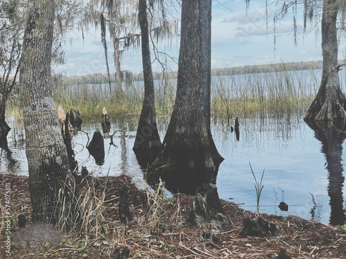 Wallpaper Mural swans on the lake Torontodigital.ca