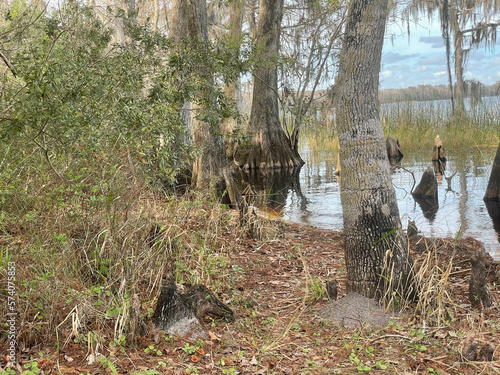 Wallpaper Mural stump Torontodigital.ca