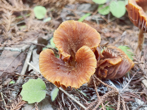 Wallpaper Mural mushrooms in the forest Torontodigital.ca