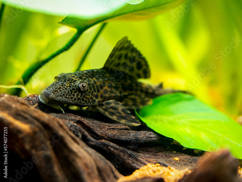 suckermouth catfish or common pleco (Hypostomus plecostomus) isolated in a fish tank with blurred background photo