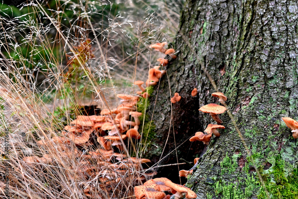 Fototapeta premium Opienki