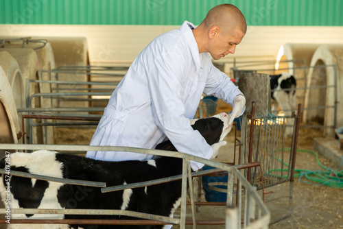 Qualified male veterinarian who has come to a livestock farm to check on cattle examines a young calf