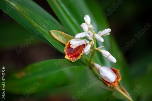 Fotografía Flower of a small shell ginger, Alpinia mutica