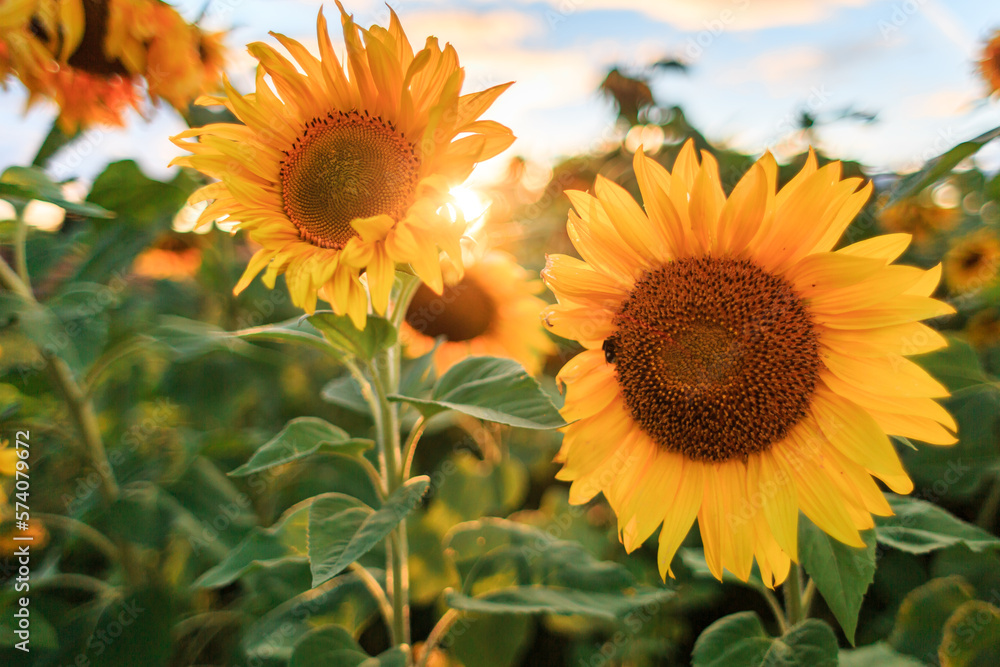 Obraz premium Several yellow sunflower flowers at sunset close-up.