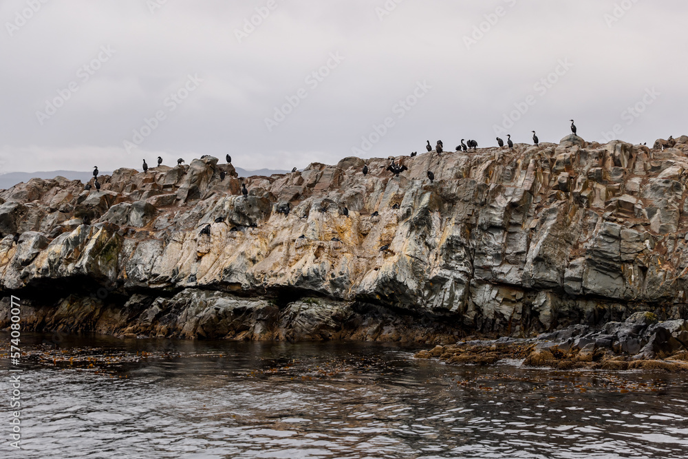 Magellanic Cormorants on one of the rocky islands in the Beagle Channel in Tierra Del Fuego, southern Argentina
