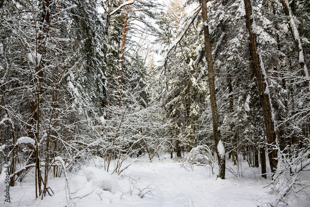 Winter mixed forest with trees covered with snow Winter mixed forest with trees covered with snow