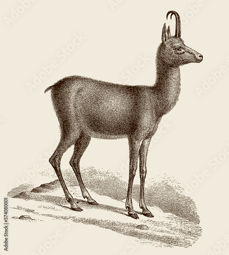 Chamois rupicapra in side view, after antique copperplate from 19th century