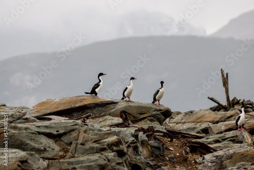 Magellanic Cormorants on one of the rocky islands in the Beagle Channel in Tierra Del Fuego, southern Argentina 