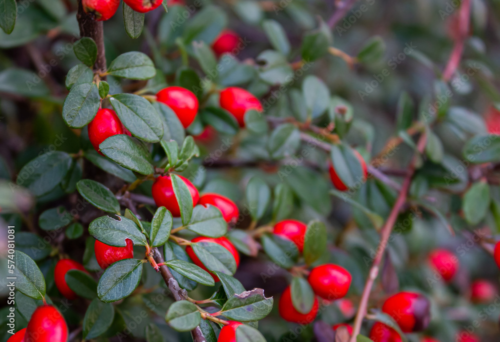 Cotoneaster Horizontalis Branch with Red Berries Natural Background with soft focus.
