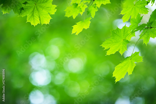 Maple tree (Acer platanoides) green leaves in a forest. Blurred bokeh background. Selective focus and shallow depth of field.