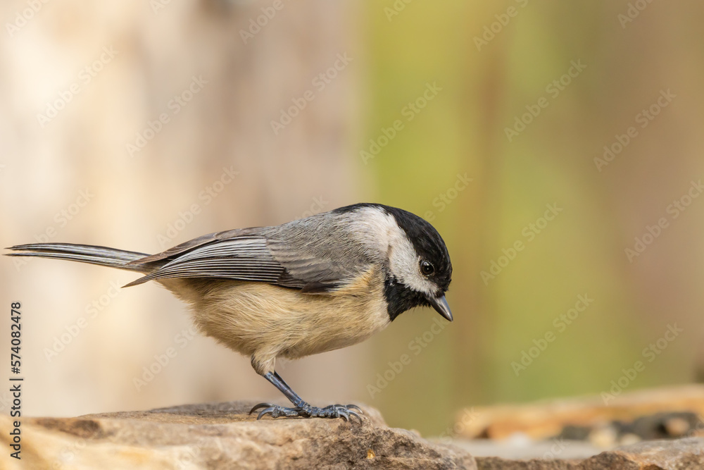 Naklejka premium Carolina Chickadee