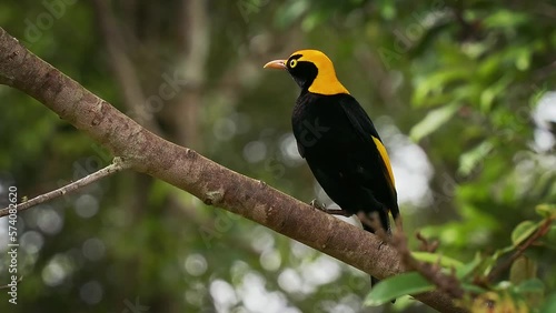 Regent Bowerbird - Sericulus chrysocephalus medium-sized sexually dimorphic bird, male bird is black and golden orange-yellow crown and bill, black feet and yellow iris, female is a brown bird. photo