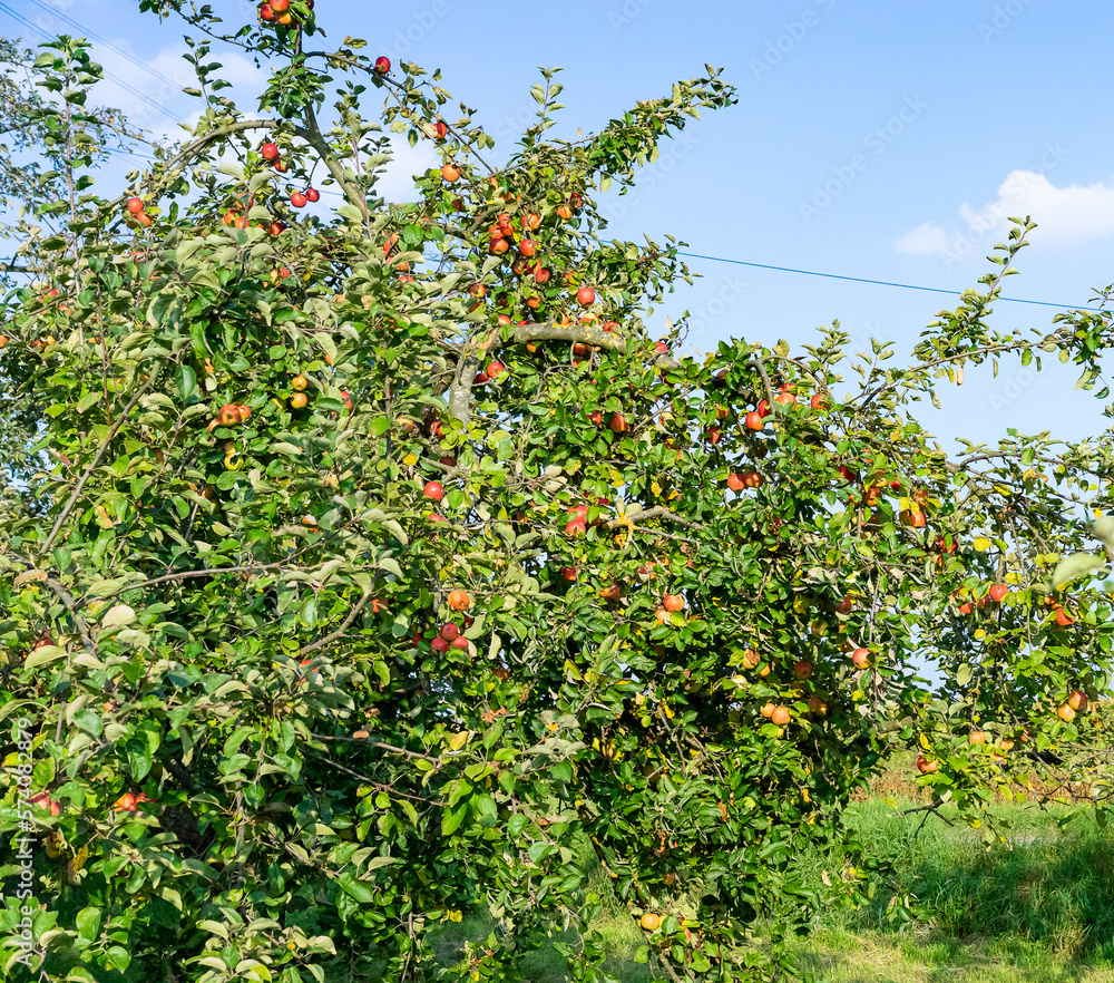 Apfelbaum mit Äpfel in Landschaft 