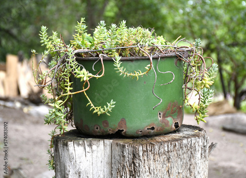 Canvas Print improvise pot for plants