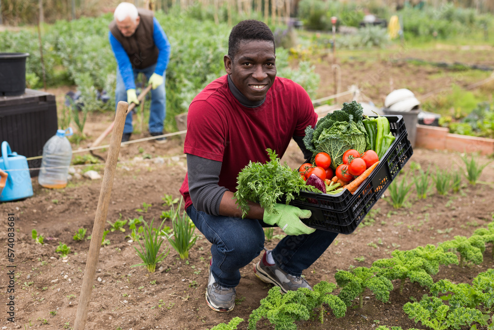 Fototapeta premium African american man horticulturist holding crate with harvest of vegetables in garden