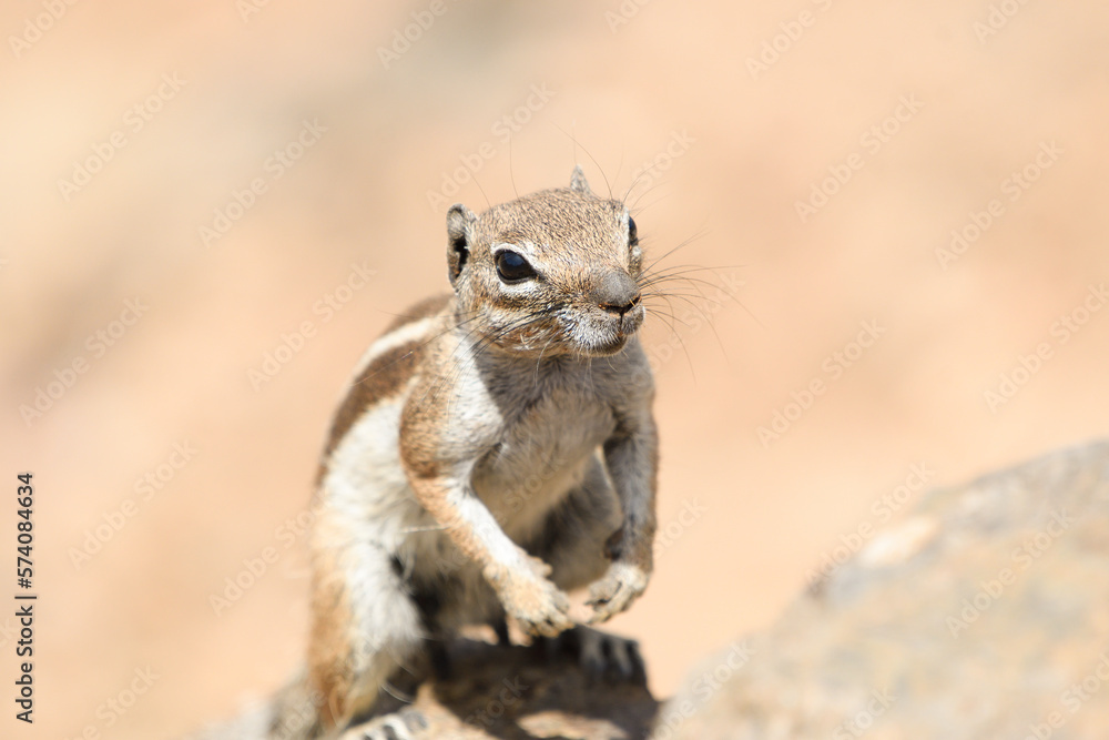 Close-up of a Moorish squirrel in Fuerteventura Close-up of a Moorish squirrel in Fuerteventura