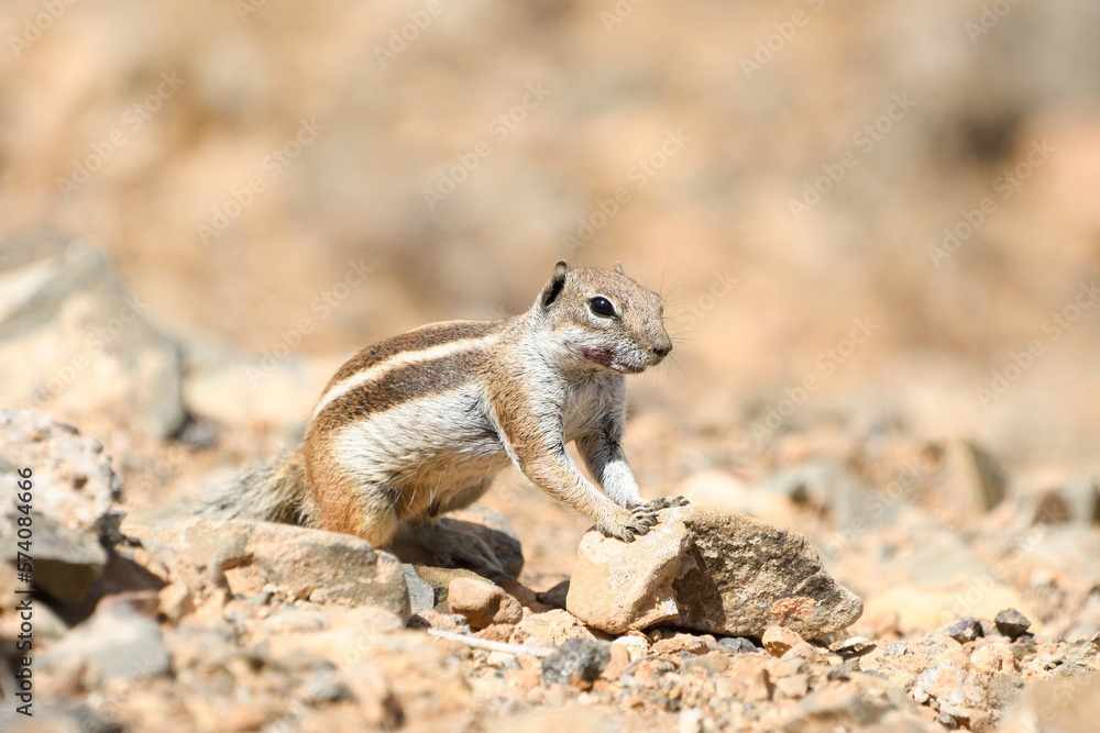 Close-up of a Moorish squirrel in Fuerteventura Close-up of a Moorish squirrel in Fuerteventura
