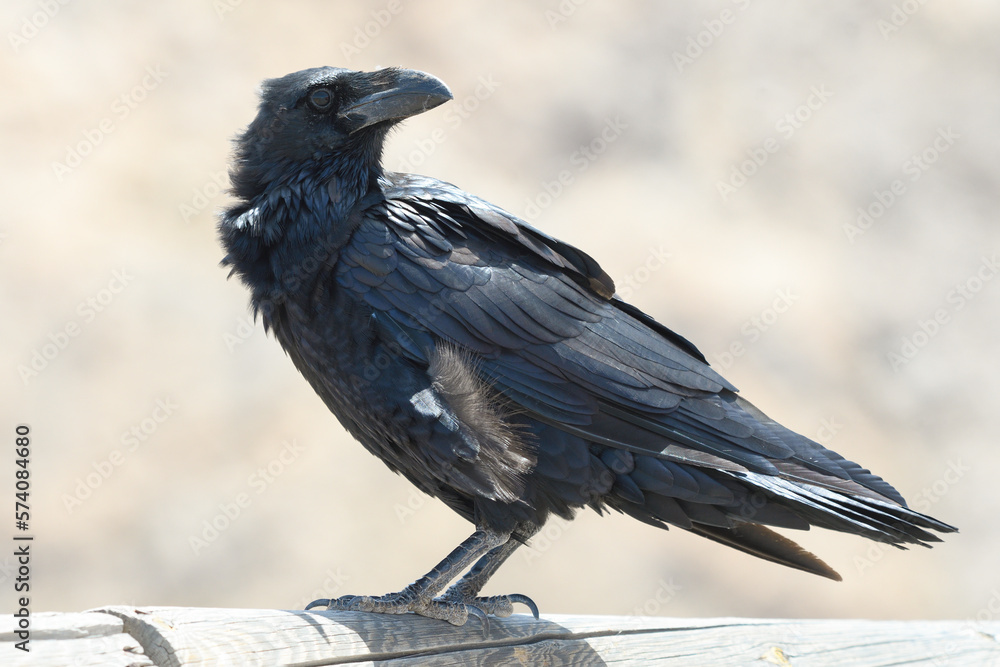 Fototapeta premium closeup of a canary raven in fuerteventura