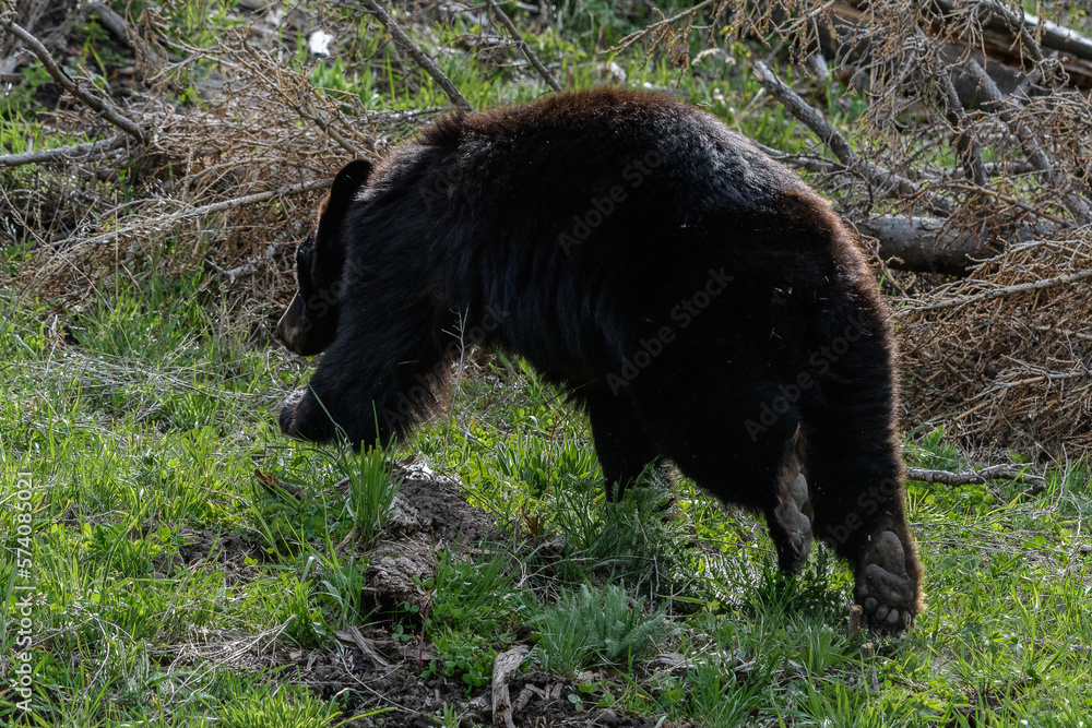 Fototapeta premium Black bear - Ursus americanus - Yellowstone
