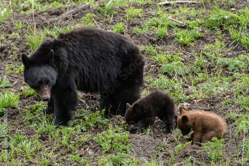 Black bear - Ursus americanus - Yellowstone