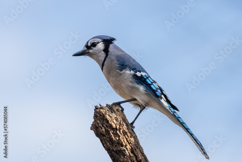 Blue Jay perched on tree stump