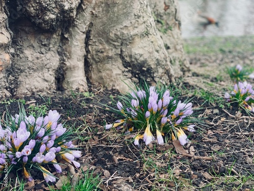 Crocus lilac or purple bloomimg flowers. Spring is in the air. First spring flowers beautiful scene bu the tree trunk photo