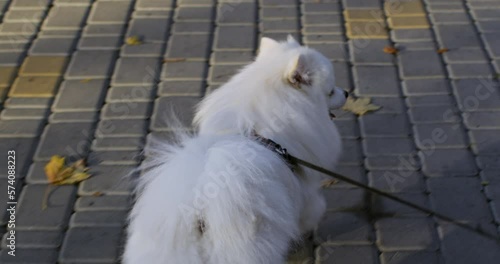 A white dog walks on a leash along the road in the park, view from the owner's side.