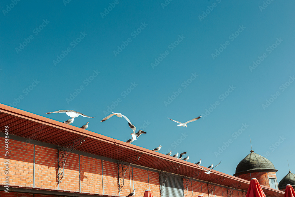 Seagulls on the roof of a typical building in the city of Olhão, Algarve Seagulls on the roof of a typical building in the city of Olhão, Algarve