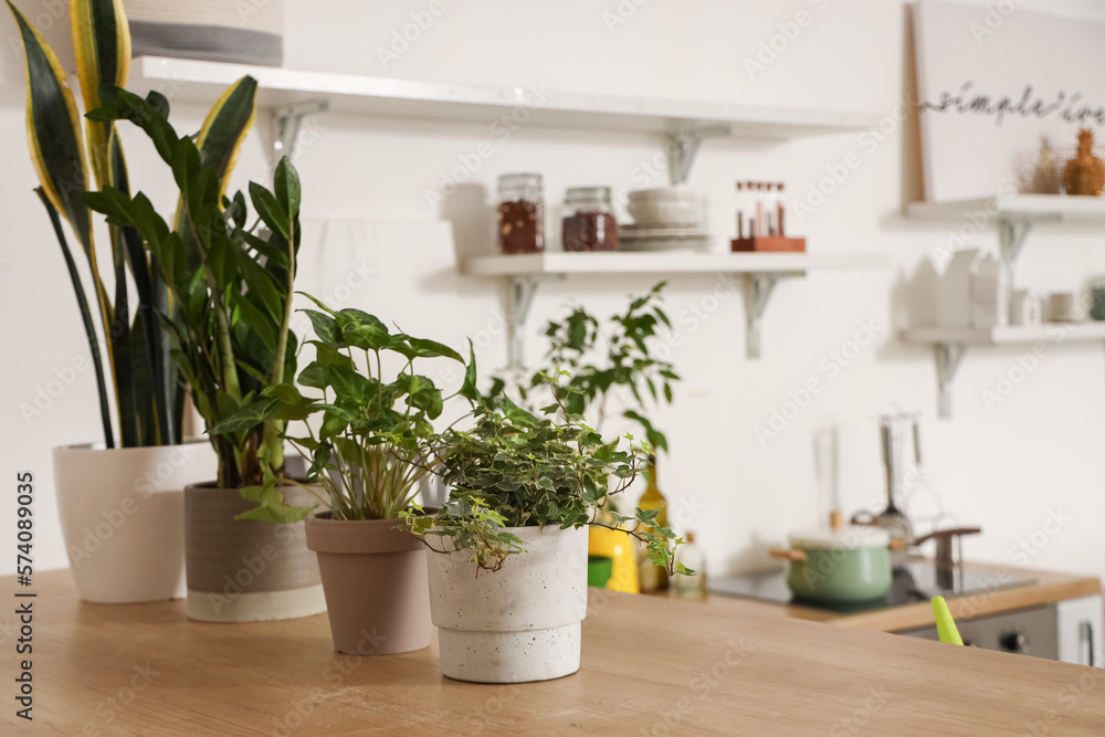 Fototapeta premium Potted houseplants on table in kitchen