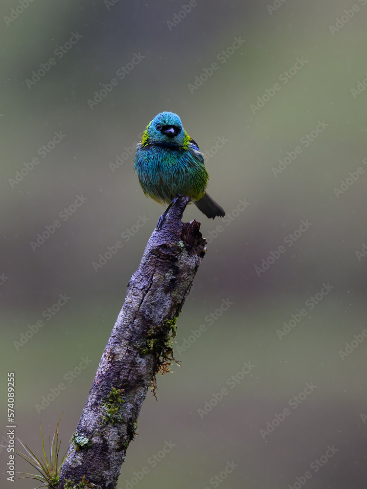 Obraz premium Green-headed Tanager portrait on snag on rainy day against dark background