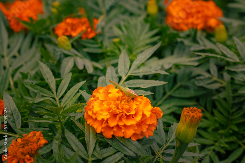 Flowers in a central flowerbed on the streets of the City of Pato Branco, Paraná, Brazil: 2023