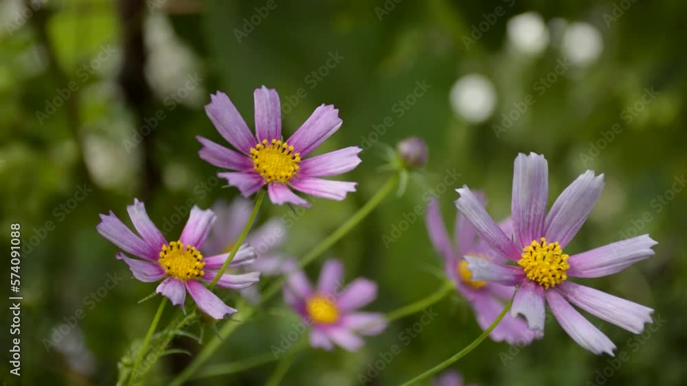 kosmeya - a garden flower with purple and pink petals sways in the wind. beauty in nature, in a city park or in a flower bed near the house kosmeya - a garden flower with purple and pink petals sways in the wind. beauty in nature, in a city park or in a flower bed near the house