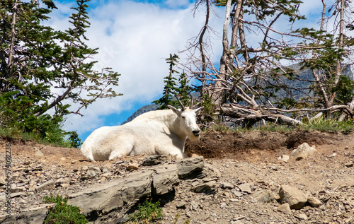 white goat on the mountain