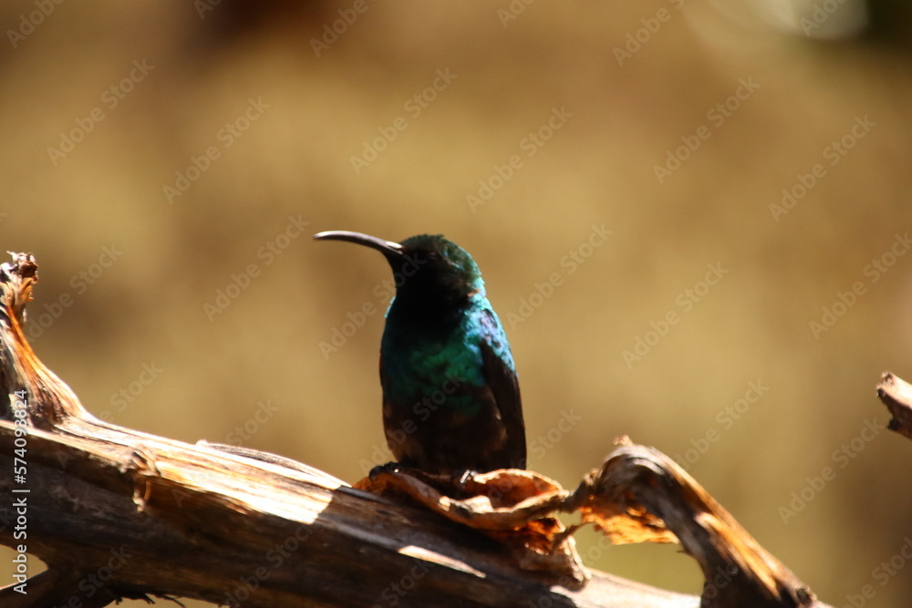 Fototapeta premium Kenia Wildlife und Natur