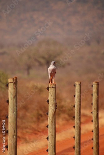 Kenia Wildlife und Natur