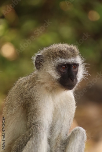 Kenia Wildlife und Natur