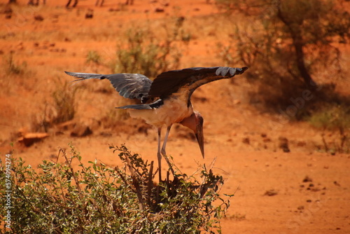 Kenia Wildlife und Natur